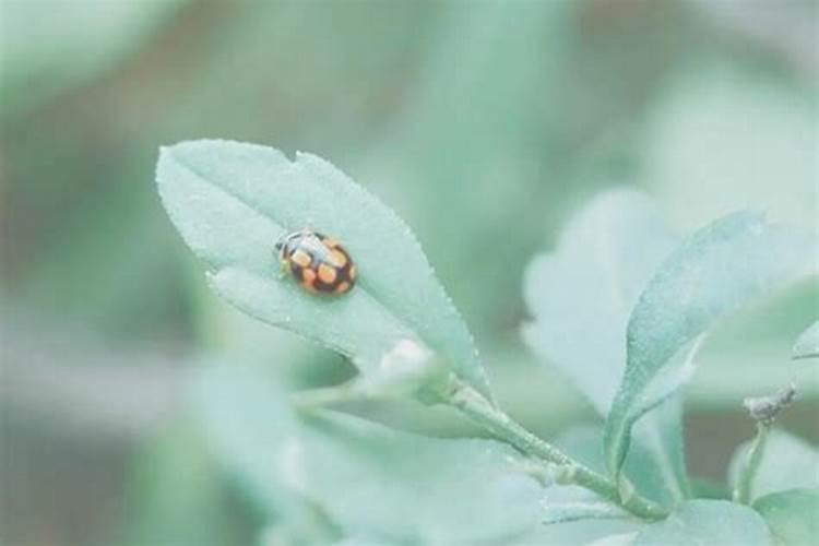 清明节中国的传统节日