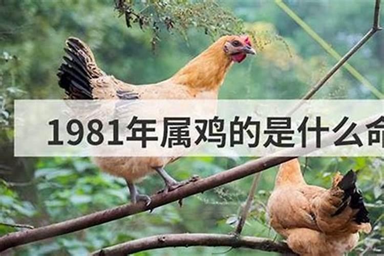 74年虎男在2024年的运势运程