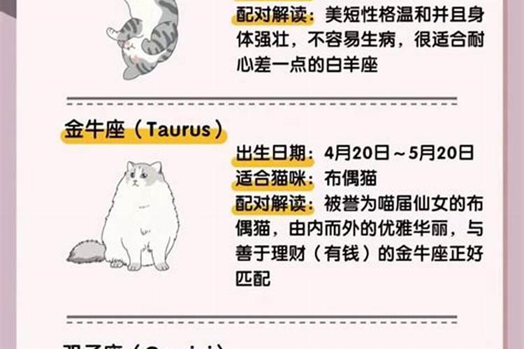 巨蟹座适合养什么宠物猫