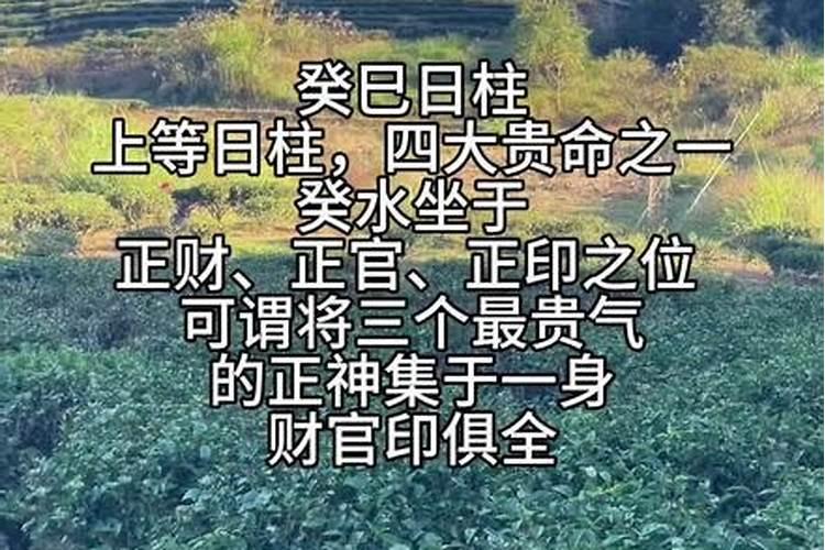 家里放桃花好吗风水好吗