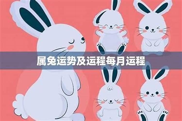 属猪的今年财运好不好