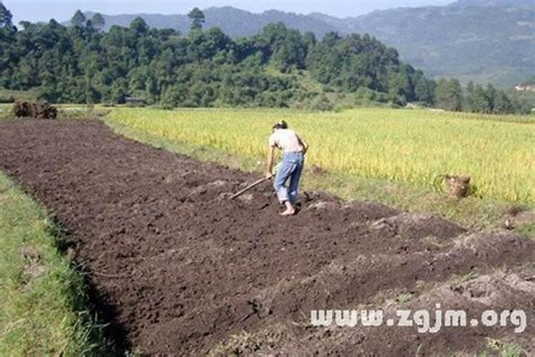 梦见别人挖粪土