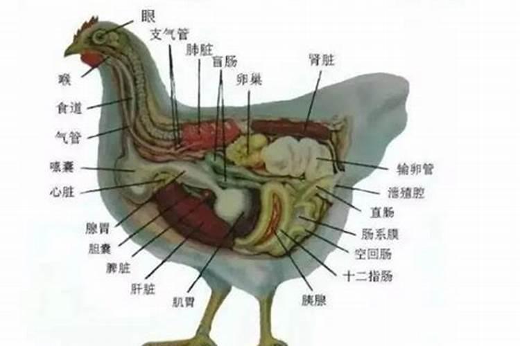 小肚鸡肠是代表什么生肖