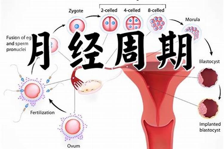 已婚妇女梦见姐姐怀孕了