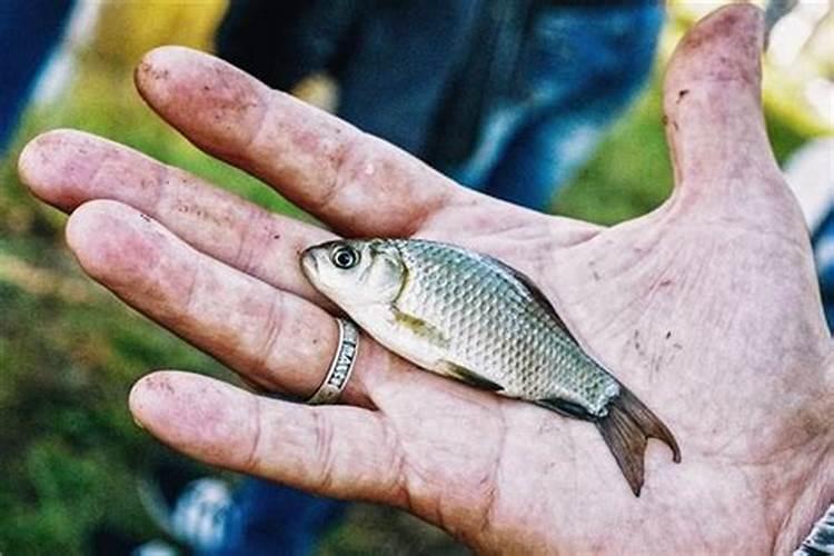 梦见抓死鱼好吗