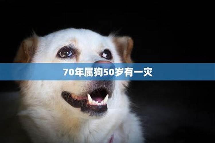 70年属狗女一生婚姻状况