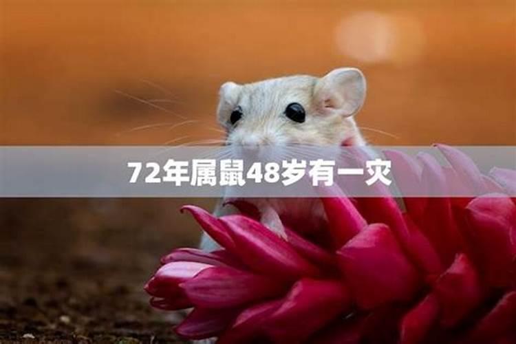 72年属鼠人48岁以后命运