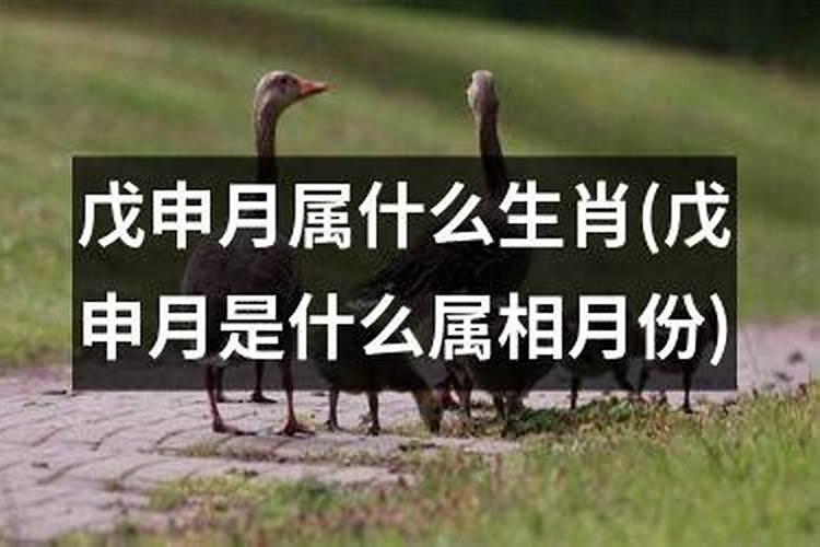 戊申年是什么生肖