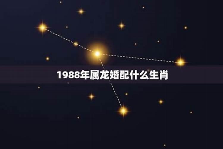 1988年什么生肖属相