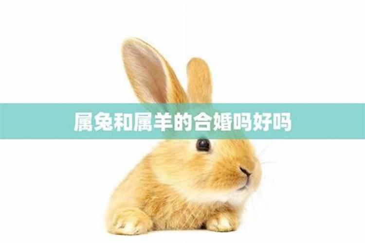 屠猴今年犯太岁怎么化解