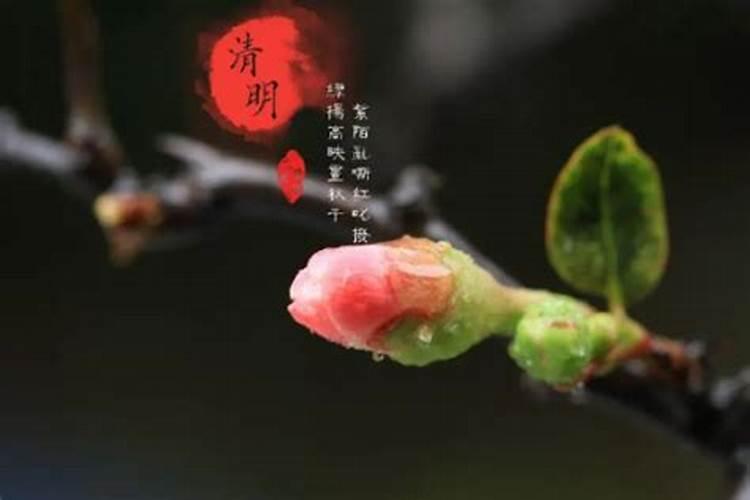 清明节开什么生肖打一生肖