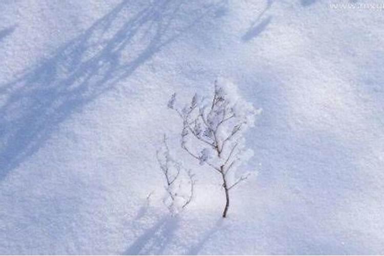 梦见地上有雪但没下雪摔倒