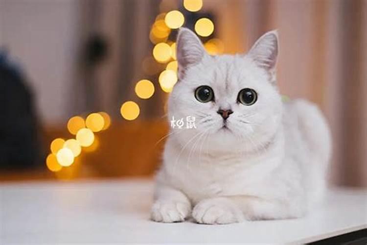 孕妇梦到猫是胎梦吗到猫真生女孩吗