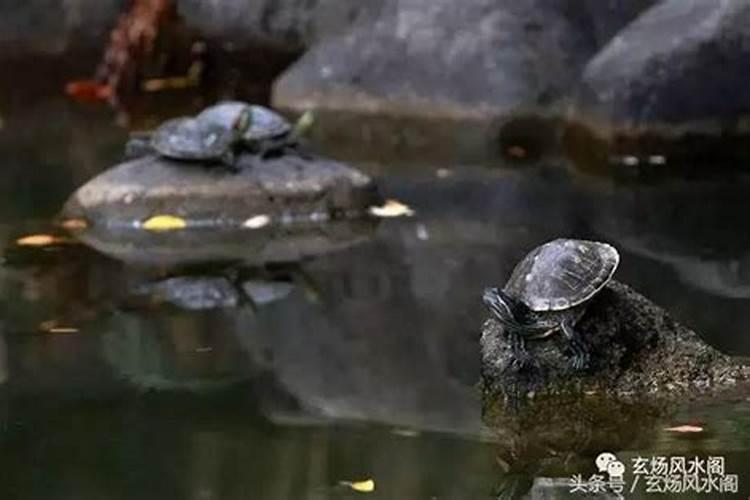 乌龟的五行和风水学