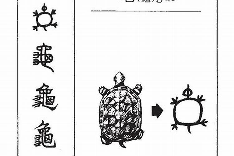 龟字五行属什么