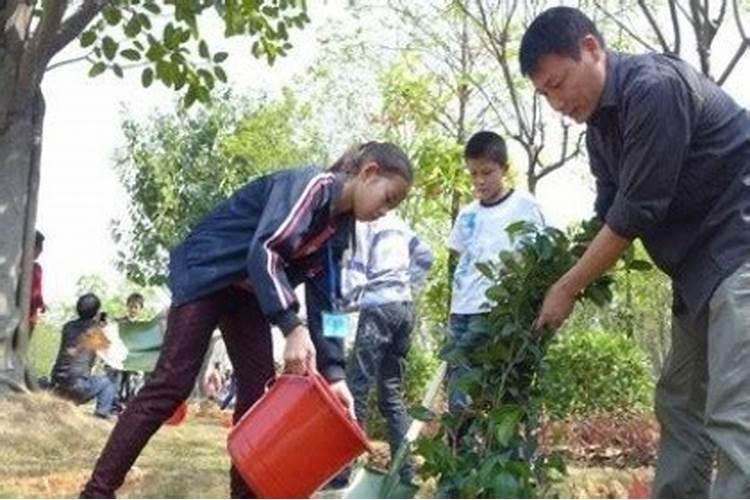 梦见种树是什么意思然后下雨了