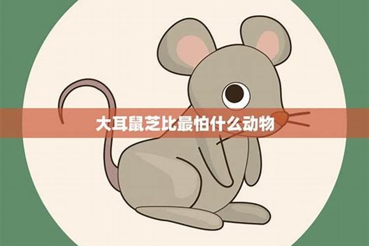 属鼠最怕什么