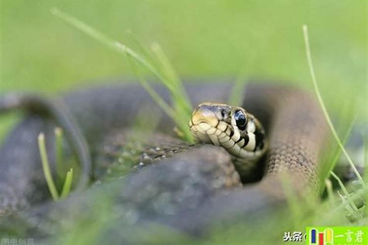 梦见红蛇是什么预兆女性住院