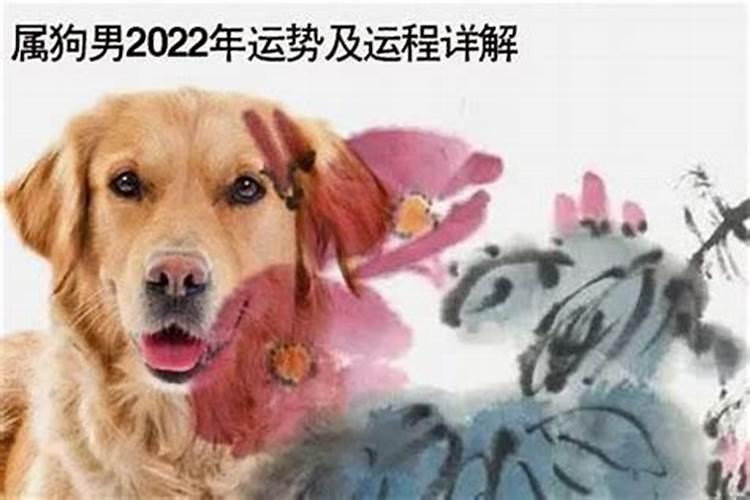 2020狗年运程1982年运势