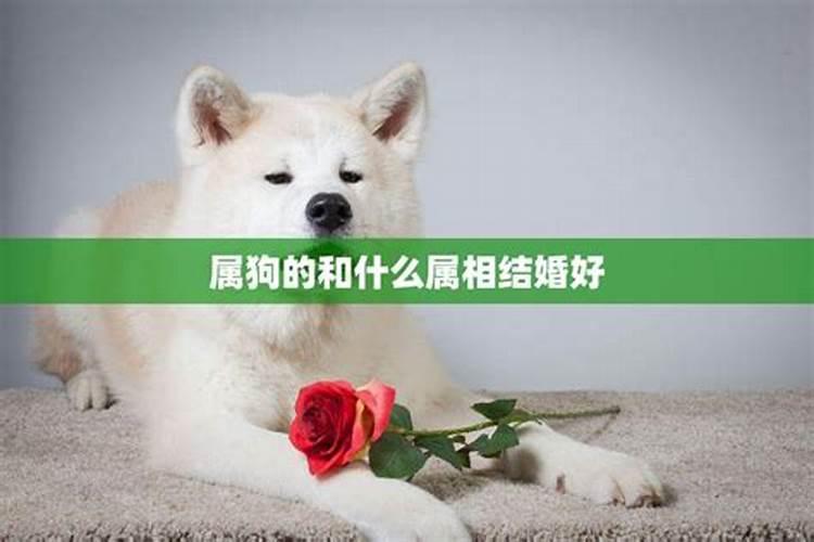 狗的婚姻属相