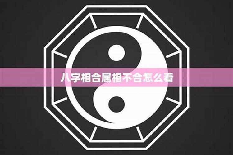 八字相合属相不合