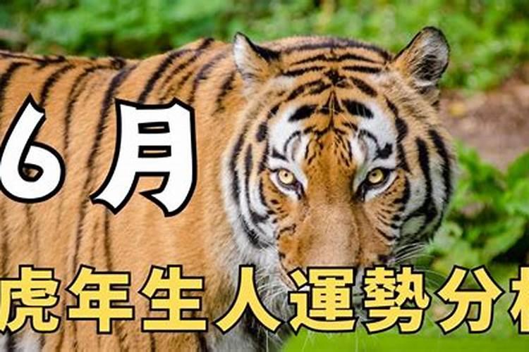 猪年生人2023年运势及运程