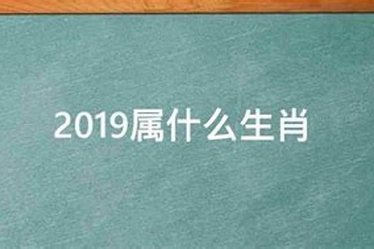 2019是哪个生肖年