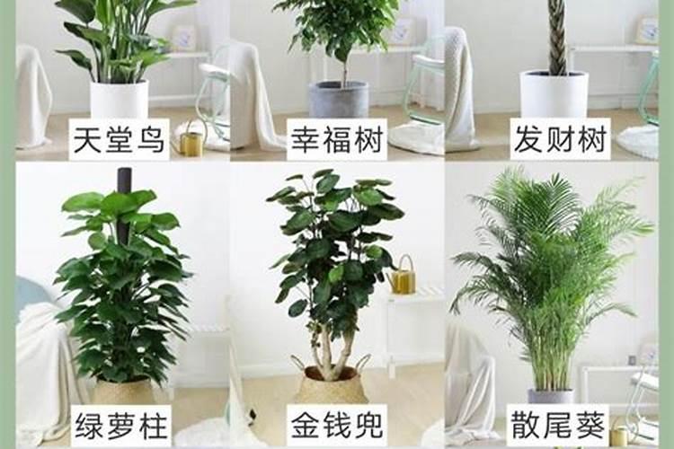 客厅适合养植物好风水