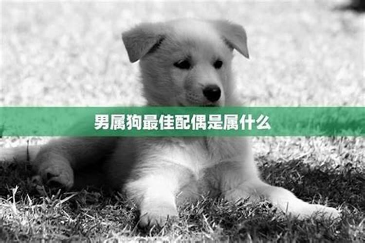 狗的伴侣是什么生肖