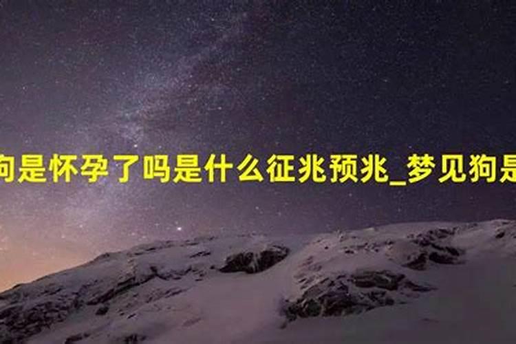 怀孕后梦见狗是什么意思