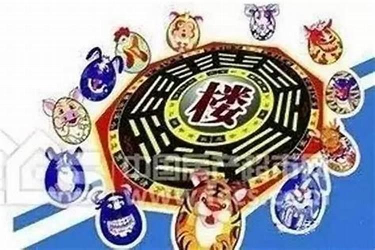 11层楼房适合属什么生肖的人住