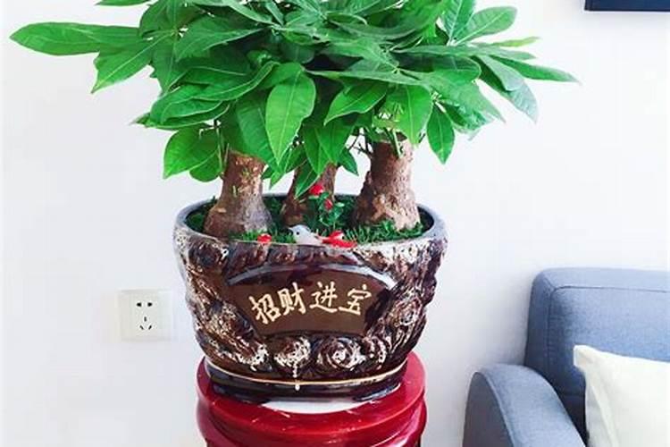 家里放什么植物财运好