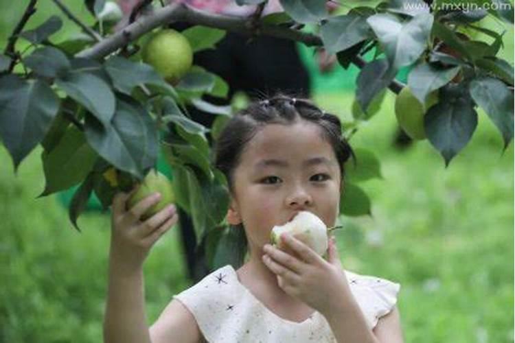 梦到摘梨吃是什么意思是什么