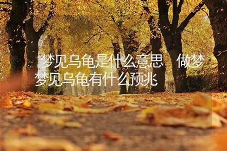 梦见王八是什么意思