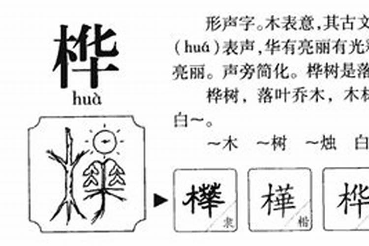 桦字五行属什么及寓意