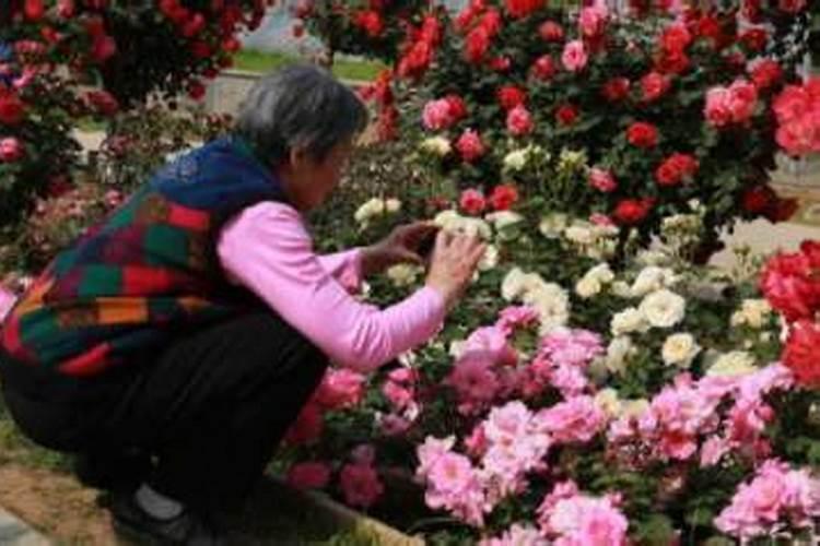 梦到自己种的花死了什么意思呀