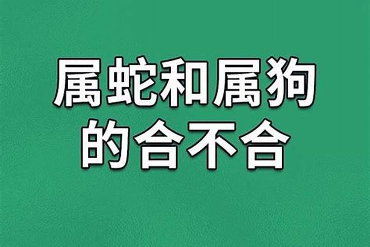 属蛇属龙属相合不合