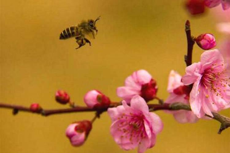 怎么招好桃花运最快