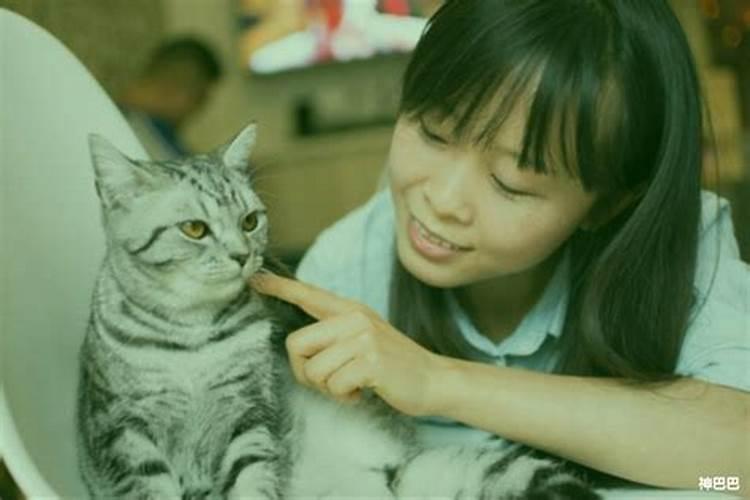 属猪养猫好不好