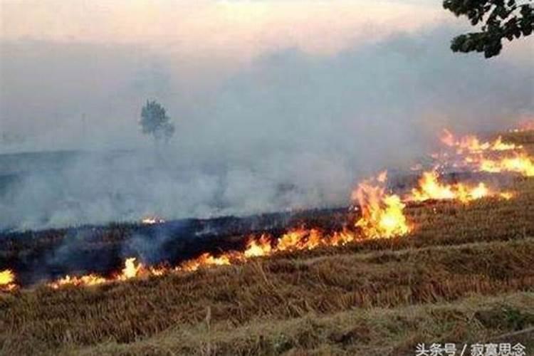 十二生肖适合什么植物种