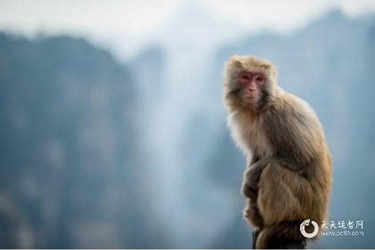 摩羯座是几月几日生出来的呢