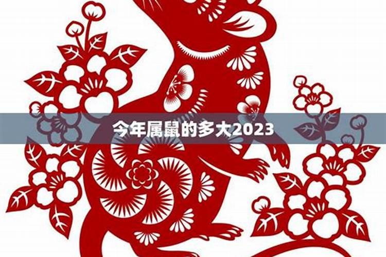 2023生肖鼠今年几岁了啊