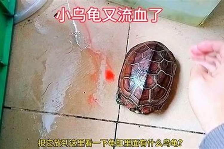 梦见被乌龟咬出血了是咋回事