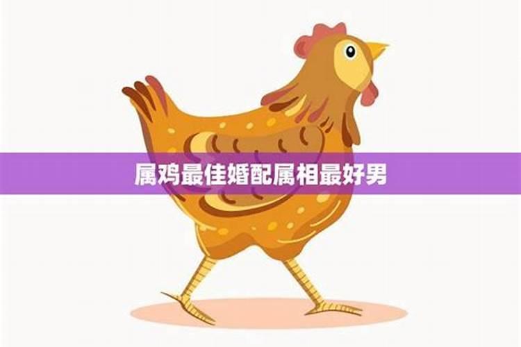 属鸡男和什么属相婚配最好