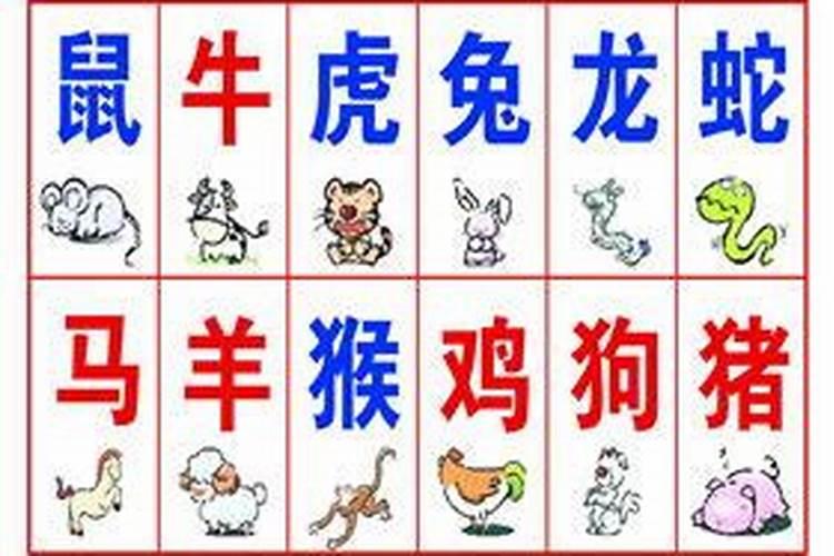 31属什么生肖今年多少岁