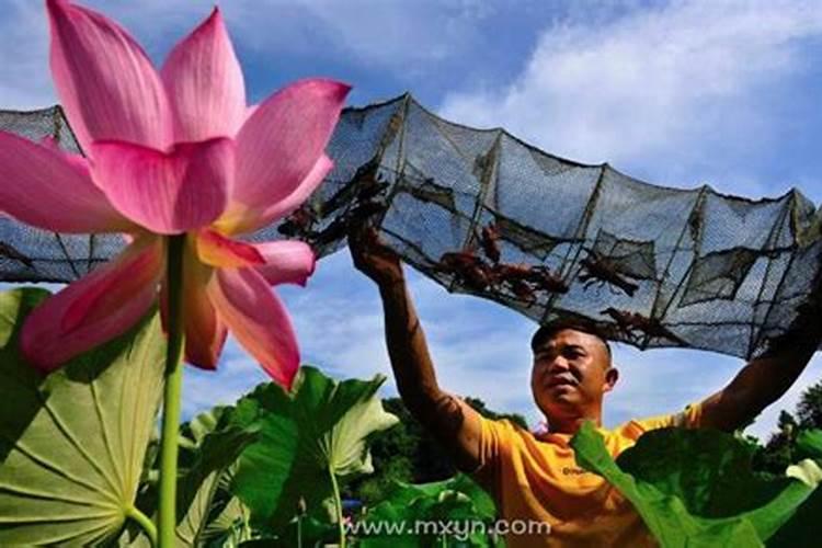 梦到捞了好多虾是什么情况啊