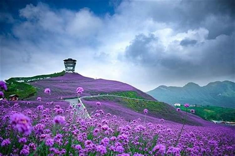 梦见花花草草什么意思