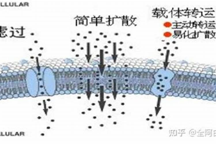 梦见哥哥妹妹死了