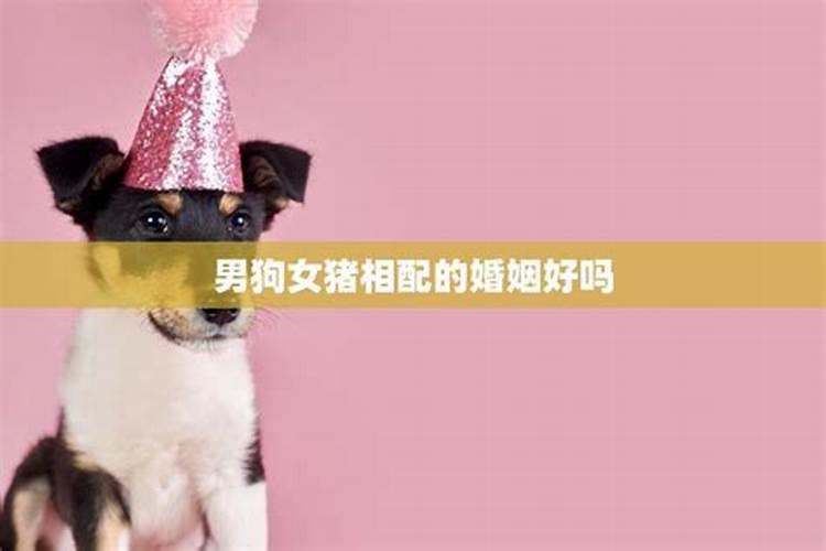 女猪和男狗婚姻相配吗