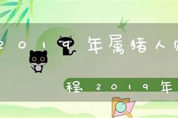 属猪运势2019年运势如何